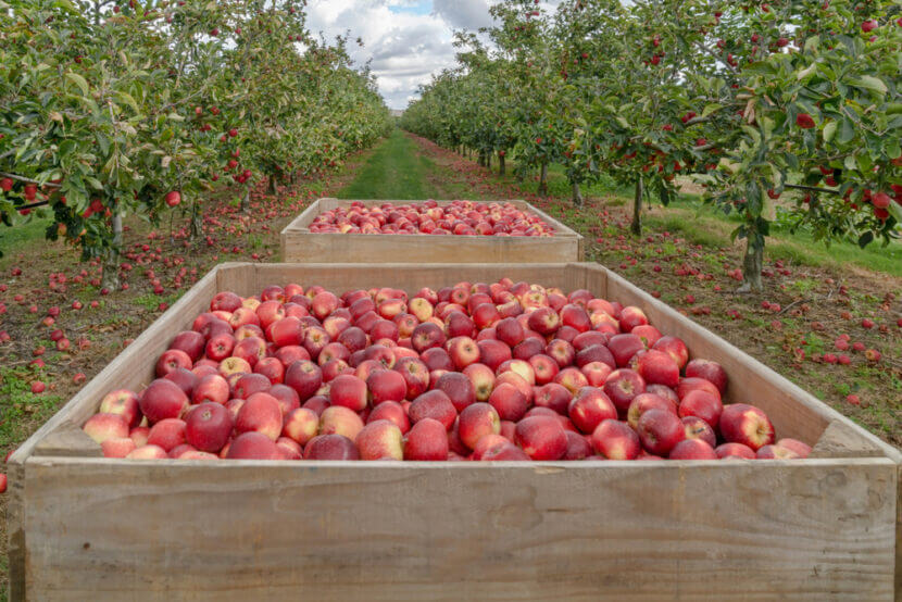 リンゴ輸入量が最多で推移