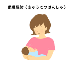 吸啜反射 きゅうてつはんしゃ とはなにか その役割や作用も合わせて解説 吸啜反射 きゅうてつはんしゃ とはなにか その役割や作用も合わせて解説