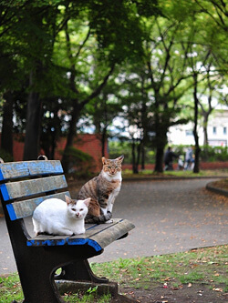 散歩がてら野良猫の撮影も入江さんの趣味のひとつ